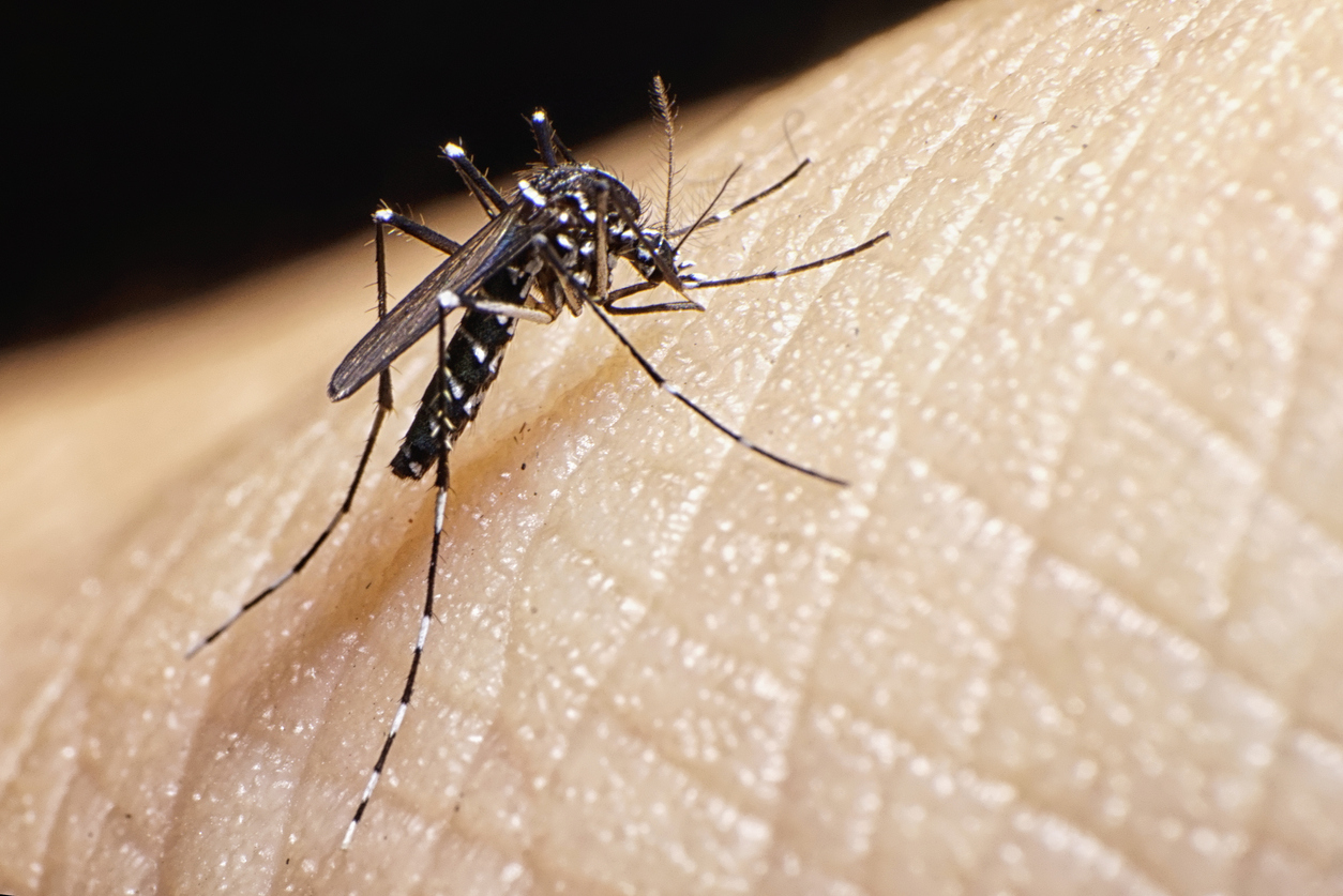 Dengue, zika, fièvre jaune: Pourquoi le Portugal lâche 30.000 moustiques à Lisbonne