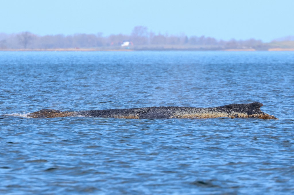 Däitsch Ostsee: Buckelwal an der Wismarer Bucht huet sech fräigeschwommen