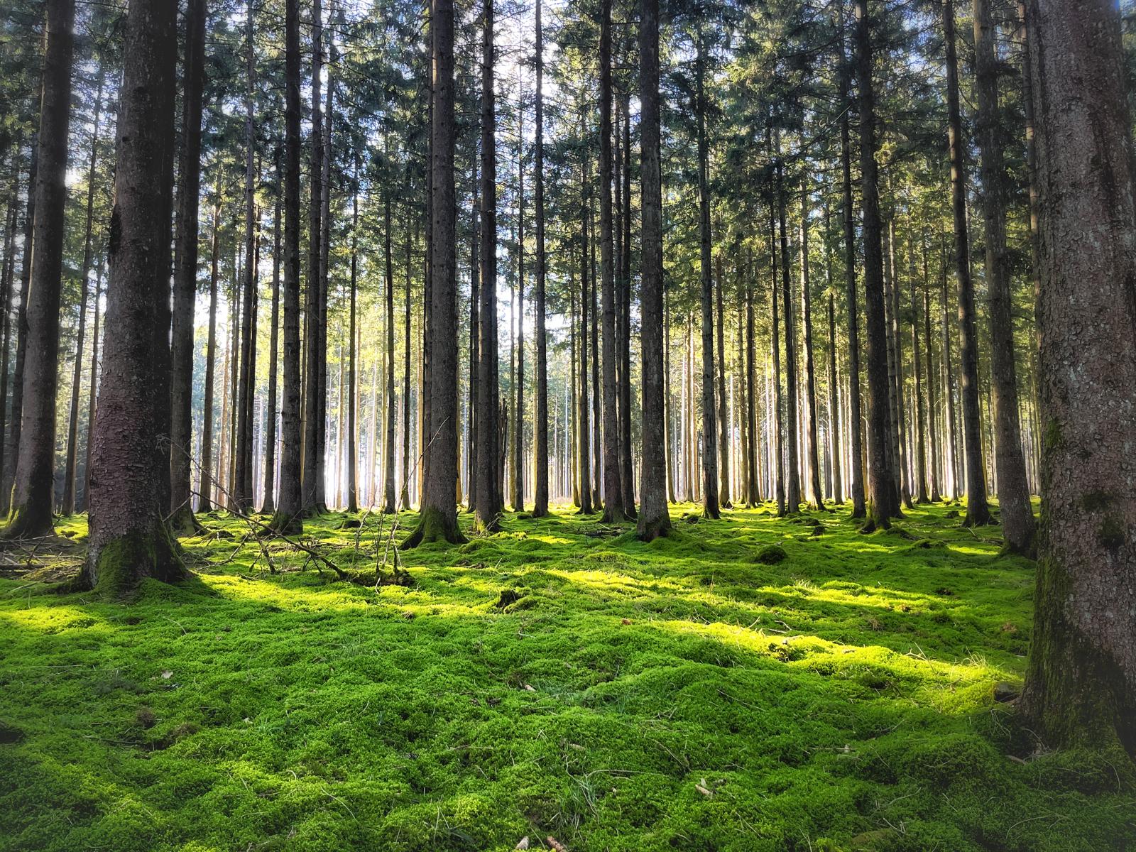 Erausgoen, ootmen, ukommen: De Bësch als Quell fir d'Gesondheet