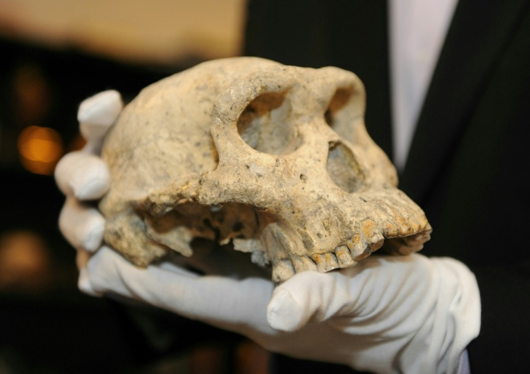 Discovered in Spain: Meet 'Pink', the new face of human evolution in ...