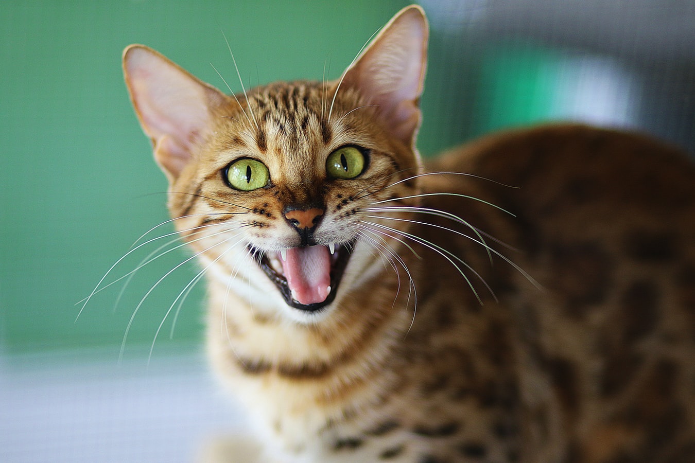 Moselle: Une trentaine de chats faméliques découverts dans un logement
