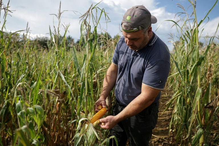 En France aussi: Récoltes de maïs, betteraves ou pommes de terre au plus bas