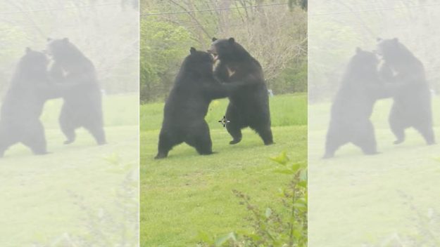 Backyard Bear Brawl: A man in New Jersey, USA, filmed two bears having ...