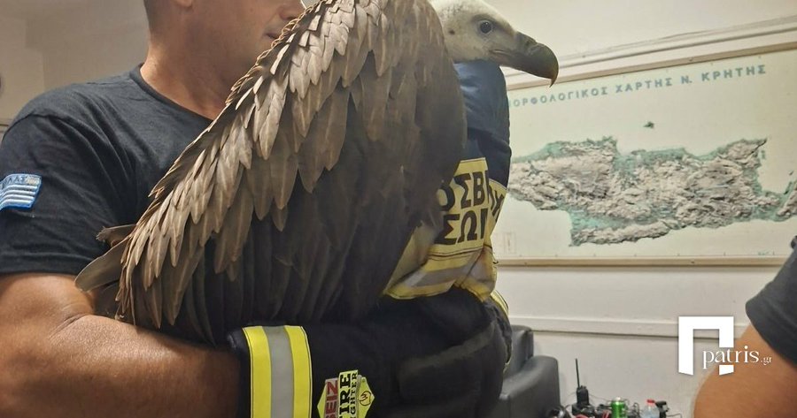 Petit retard en Grèce: Un vautour refuse de quitter l'aile d'un avion avant le décollage