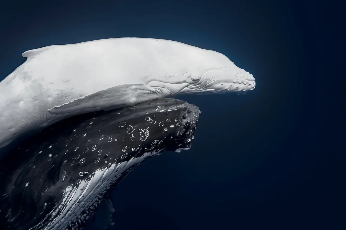World Nature Photography Awards : Jono Allen wins gold with photo of rare albino whale