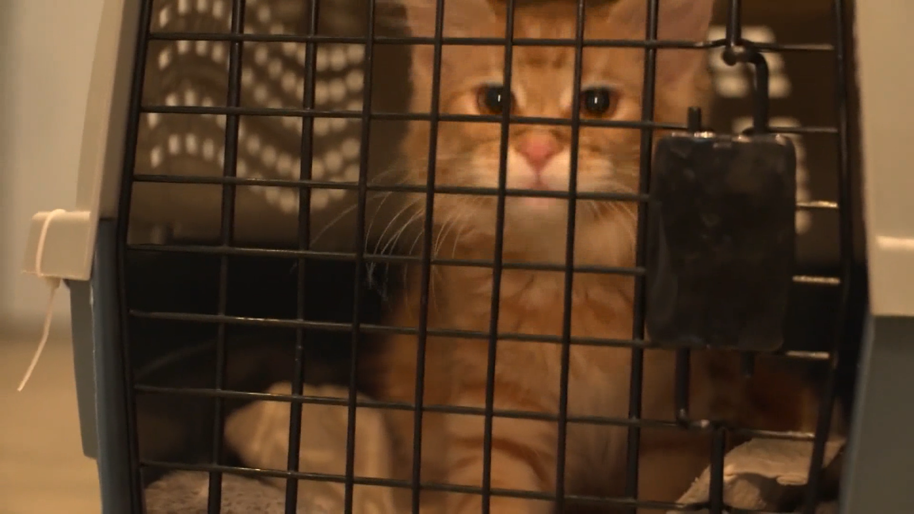 Vigilance recommended: No pet bird flu cases reported in Luxembourg, yet