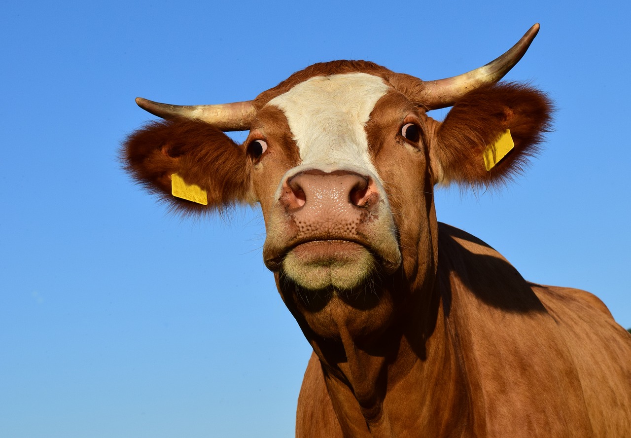 "Catastrophique": Les professionnels de la viande alertent sur la baisse du cheptel français