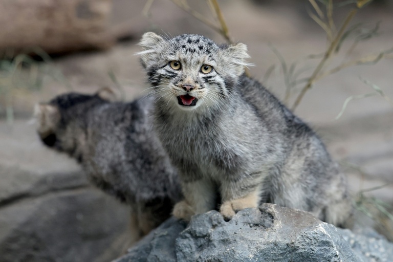 Trop mignons: Des chats de Pallas présentés dans un zoo japonais