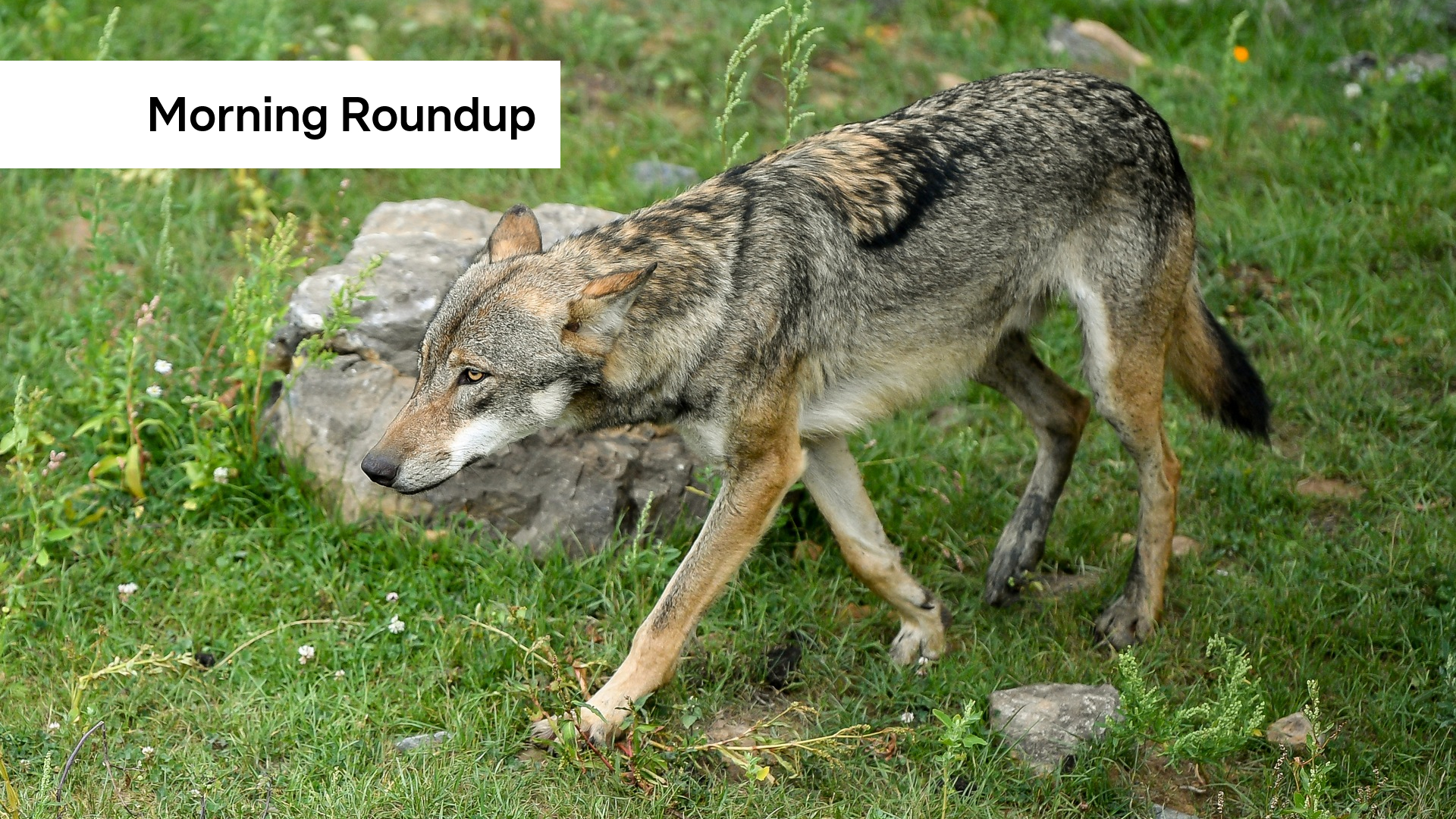 Morning Roundup: First evacuation flights land, Britney arrested, and wolf attack on sheep confirmed in Luxembourg