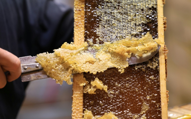 Récolte de miel 2026: Des abeilles déboussolées par la sécheresse