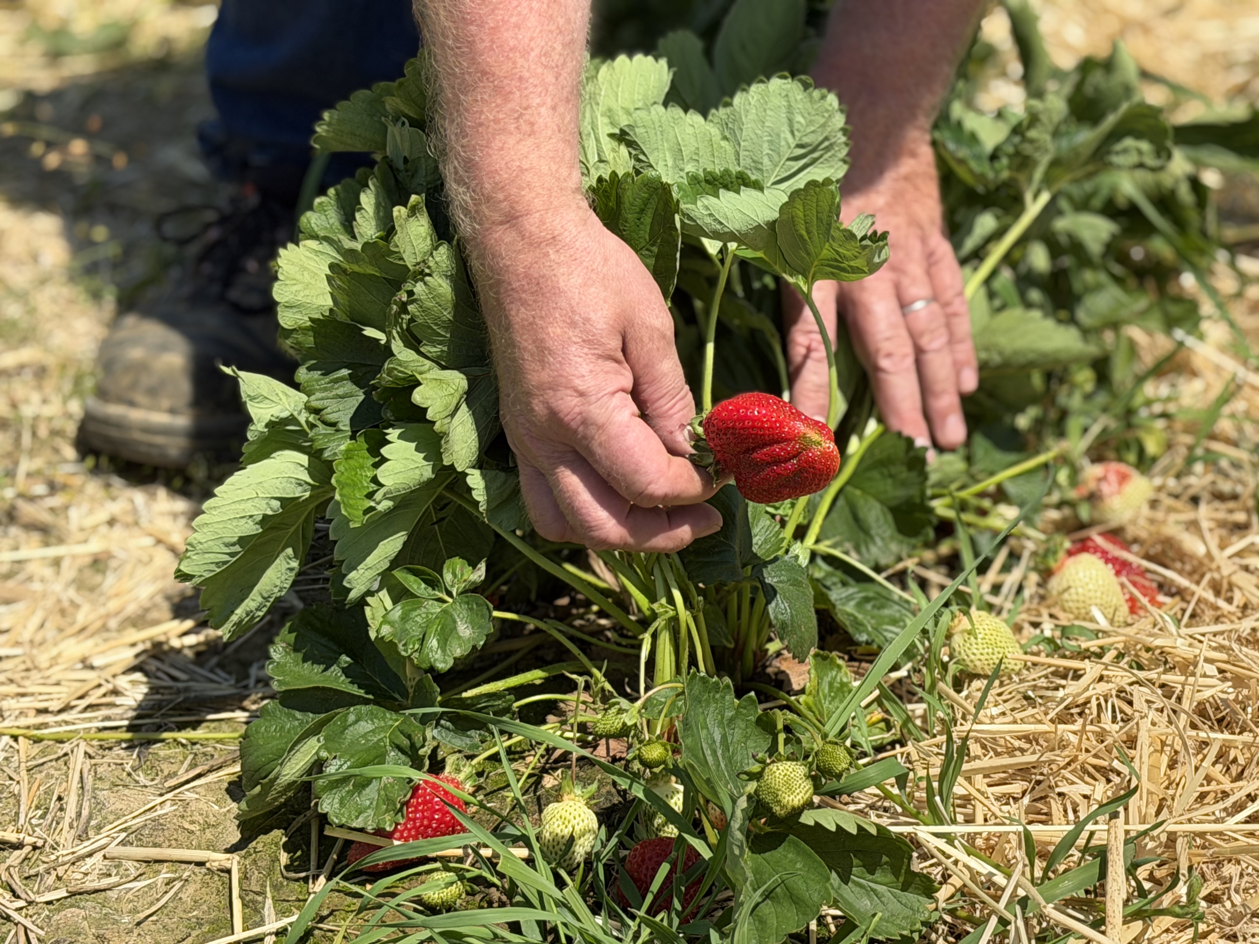 Fruits and vegetables: Heatwave brings both benefits and challenges for Luxembourg's farmers