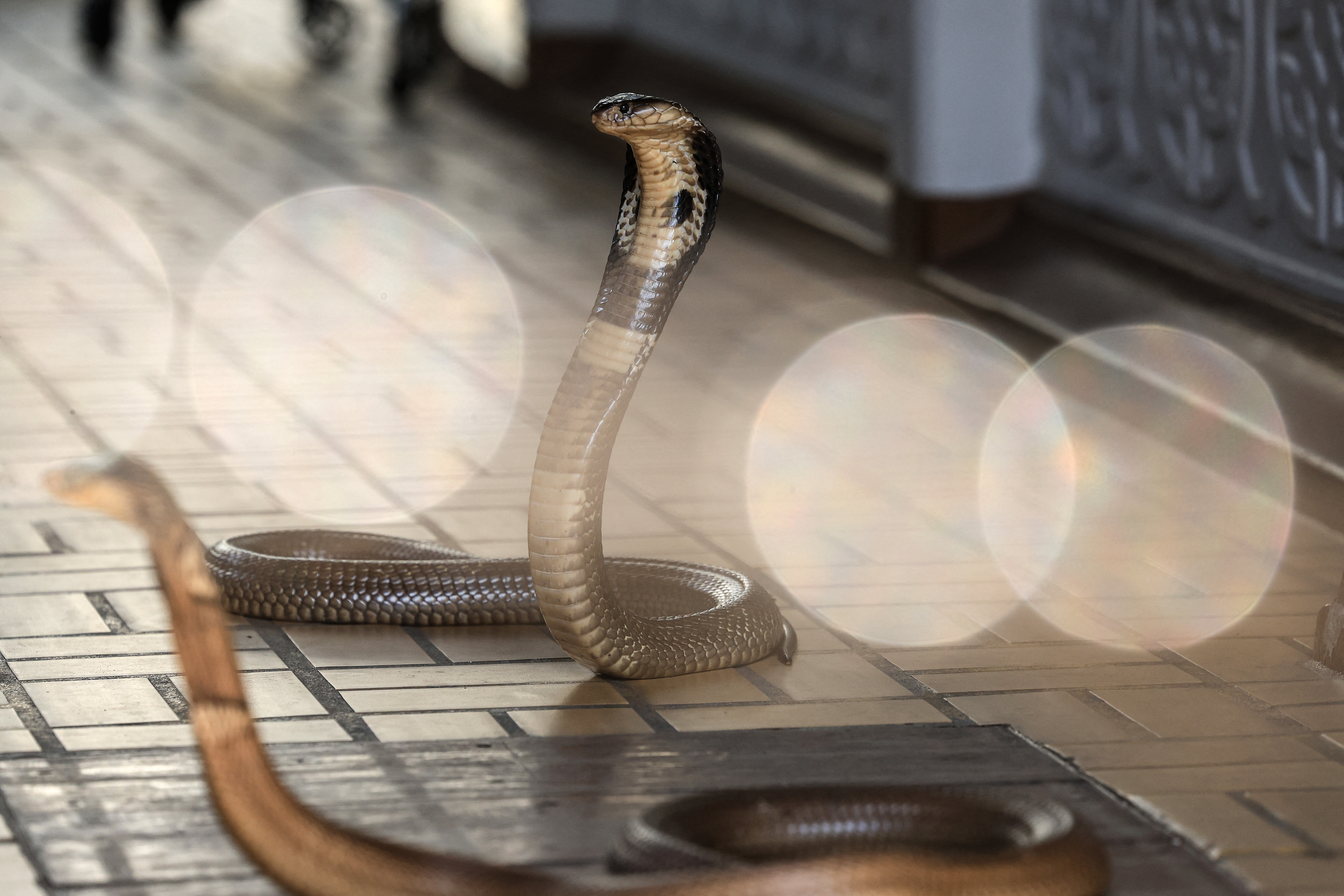 Hotel zu Hurghada: Bayreschen Tourist stierft no Schlaange-Bëss bei Virféierung an Ägypten