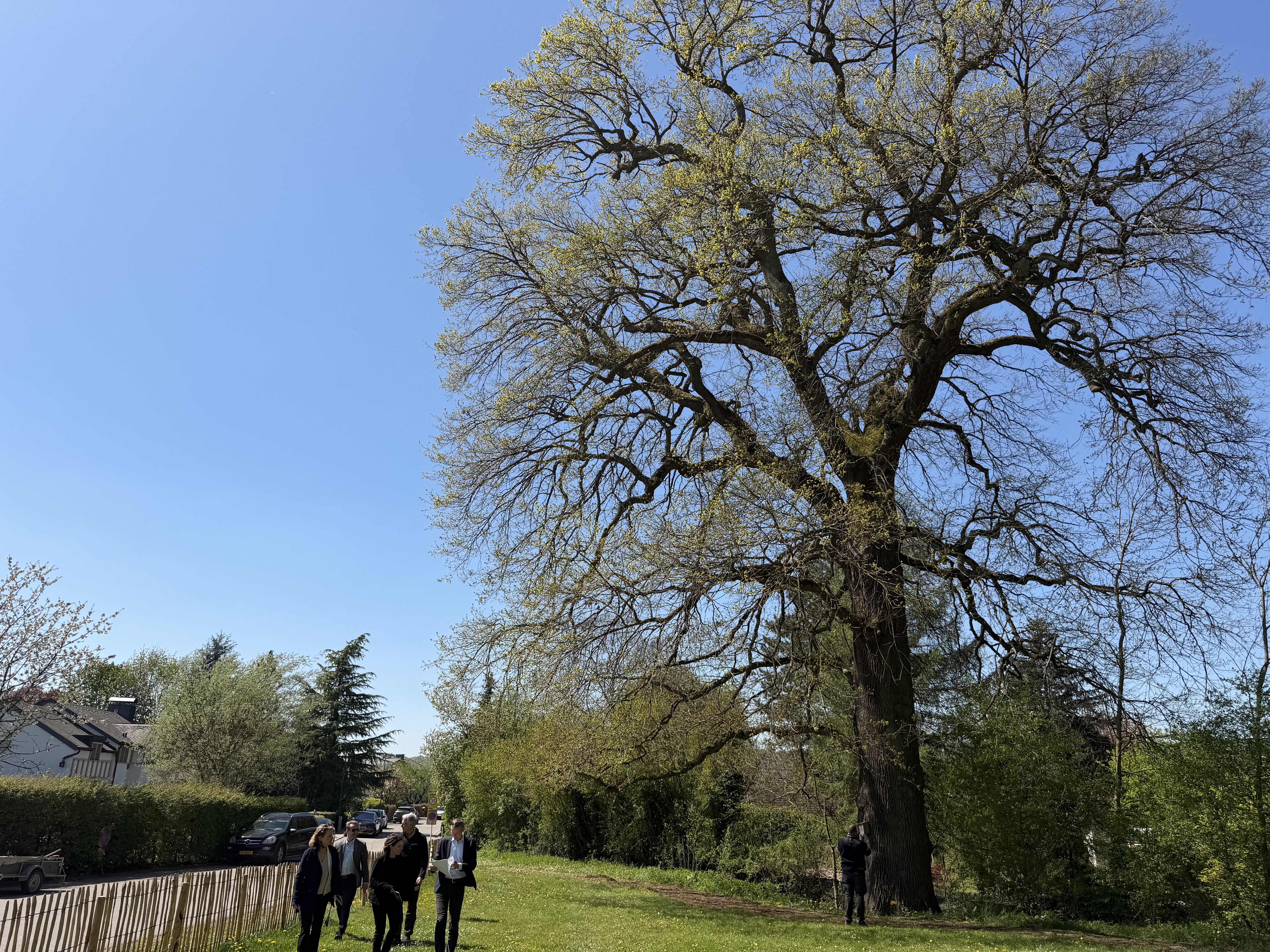 Guardians of time: Luxembourg launches campaign to protect 'remarkable trees'