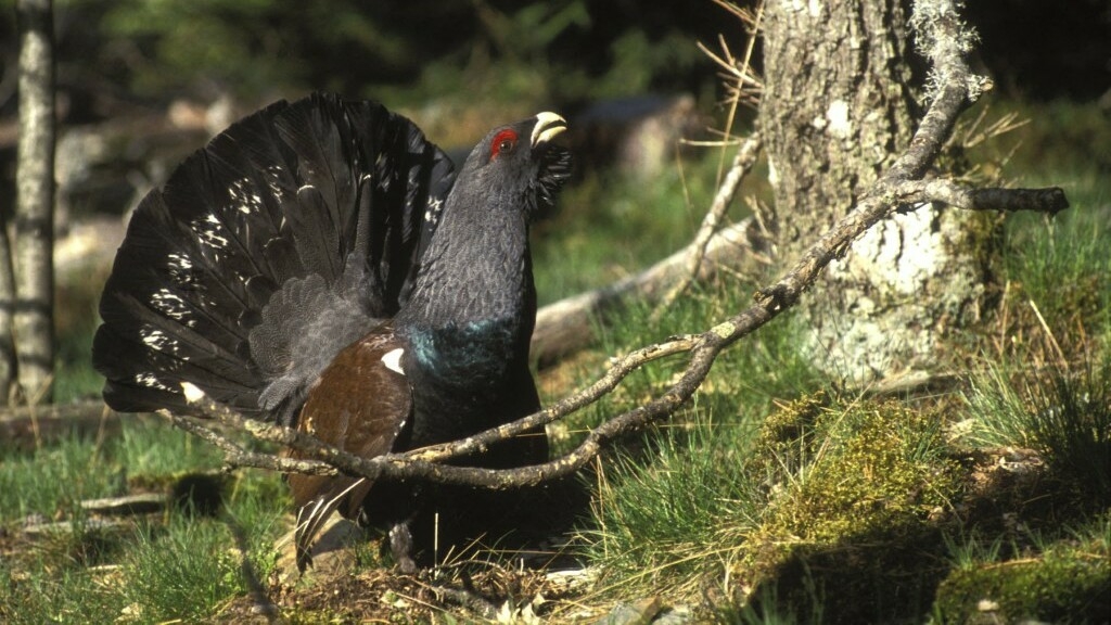 Protected status: French government moves to ban hunting of threatened rock ptarmigan and capercaillie