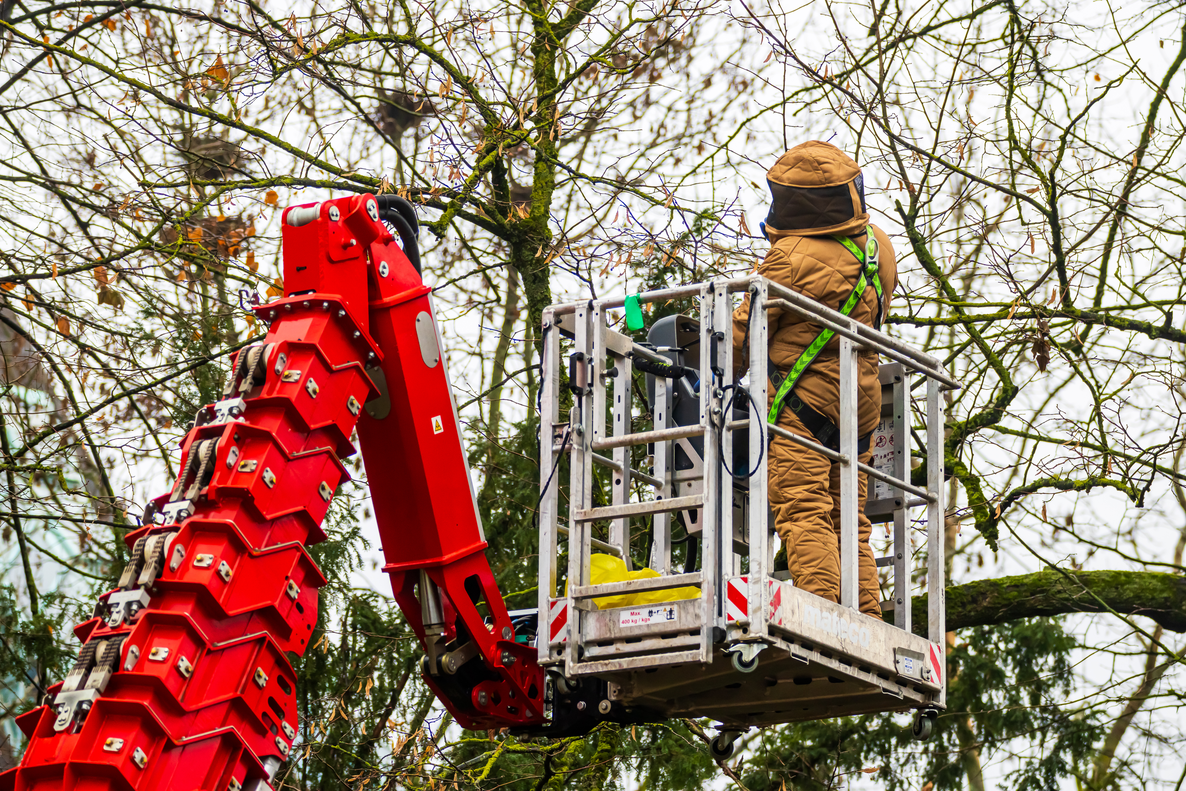Biodiversity threat: Ministers detail toll of Asian hornet on Luxembourg beekeepers