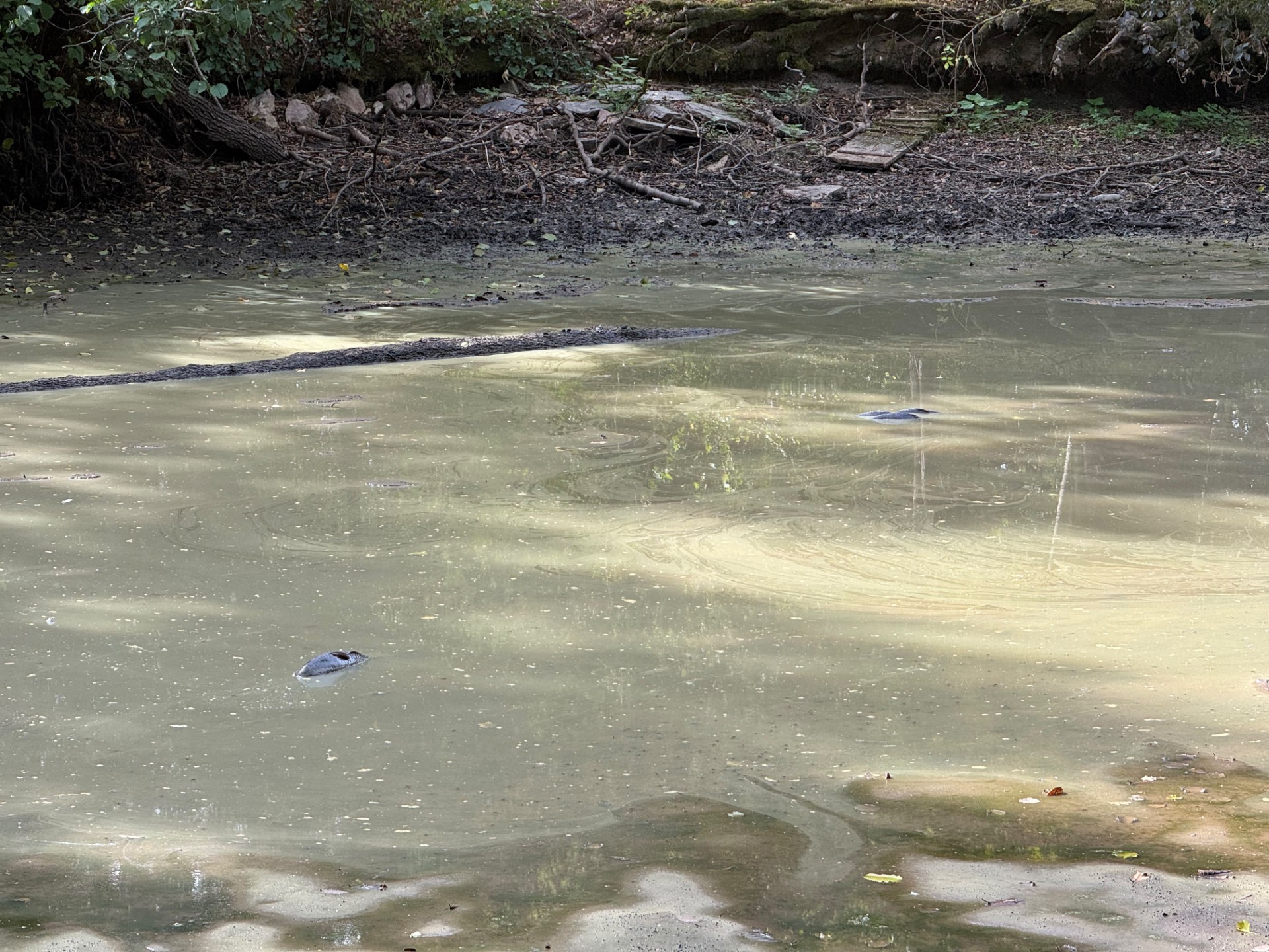 Une solution trouvée: Les 40 à 50 poissons qui risquaient de mourir, vont rejoindre un étang à Preizerdaul