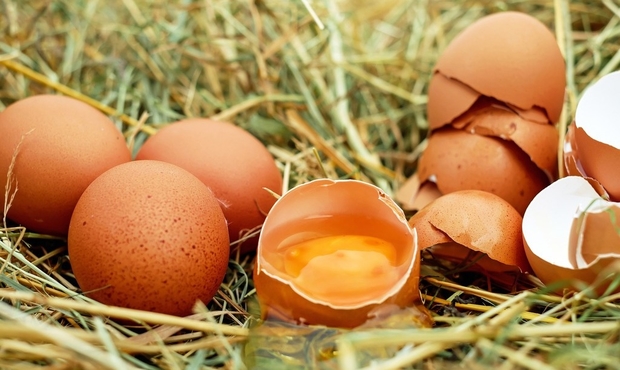 Œufs contaminés: Plus de 300 malades en Belgique, la France & le Luxembourg également concernés