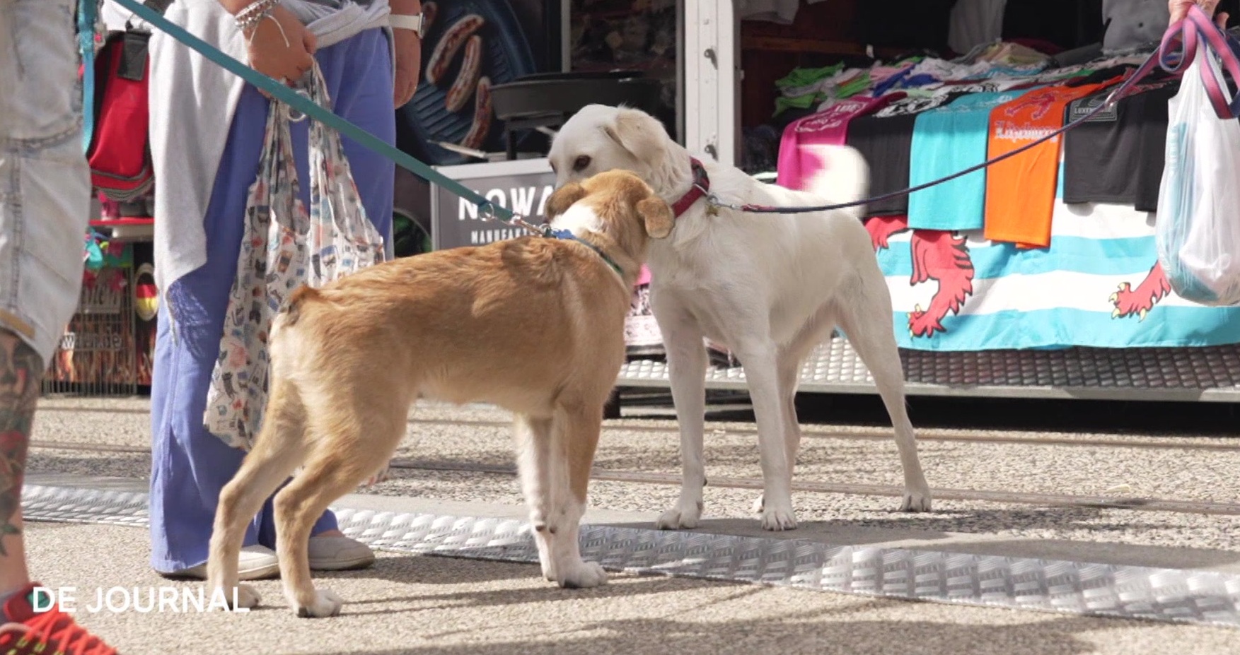 Situation de stress: Pourquoi la Schueberfouer n’est pas faite pour les chiens