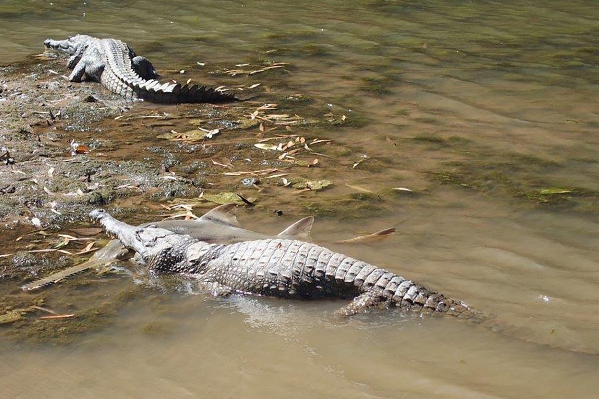 JO 2032: L'aviron et le canoë se dérouleront... sur un fleuve à crocodiles mangeurs d'hommes