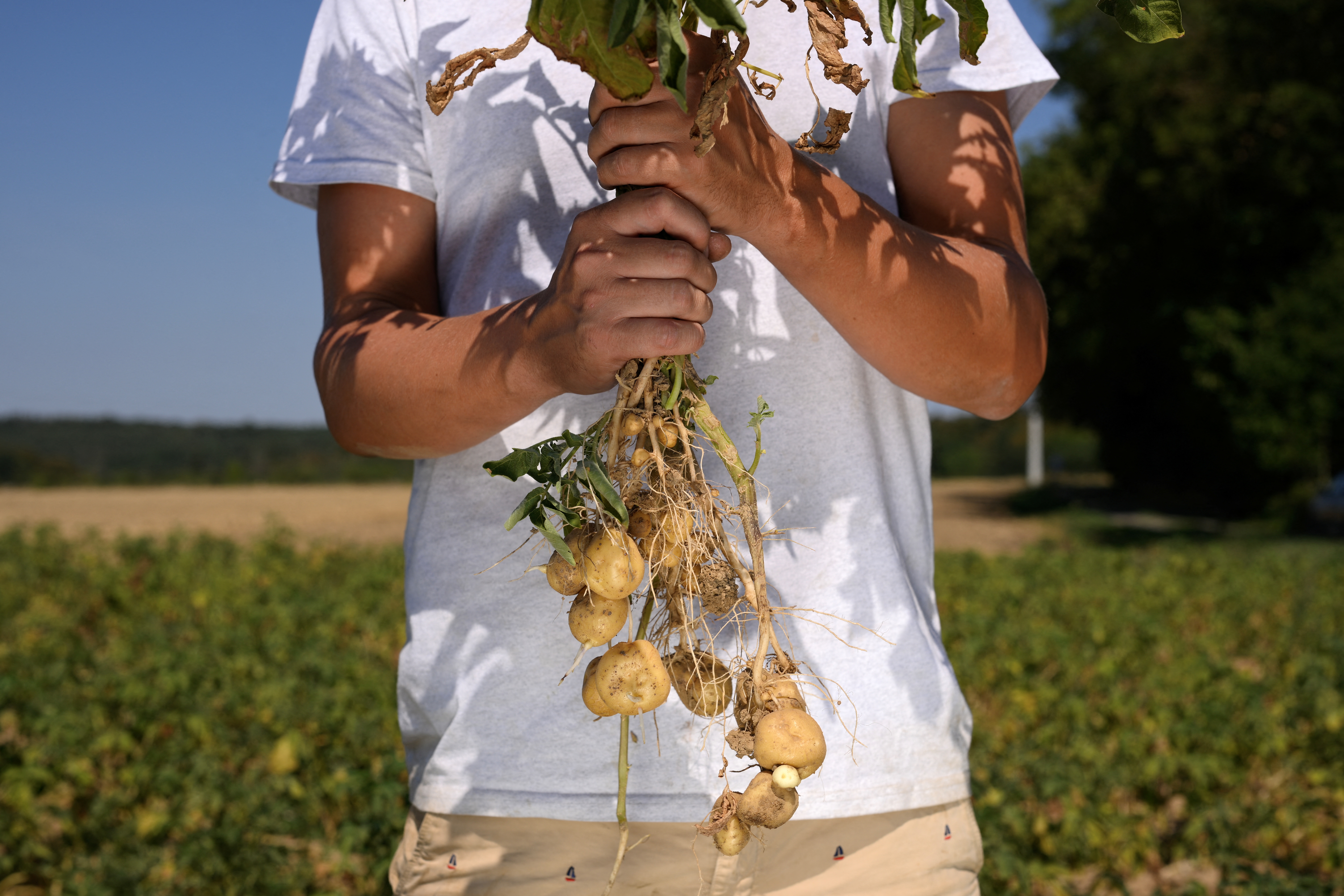 Trop petites pour être des frites: Les patates belges souffrent de la sécheresse
