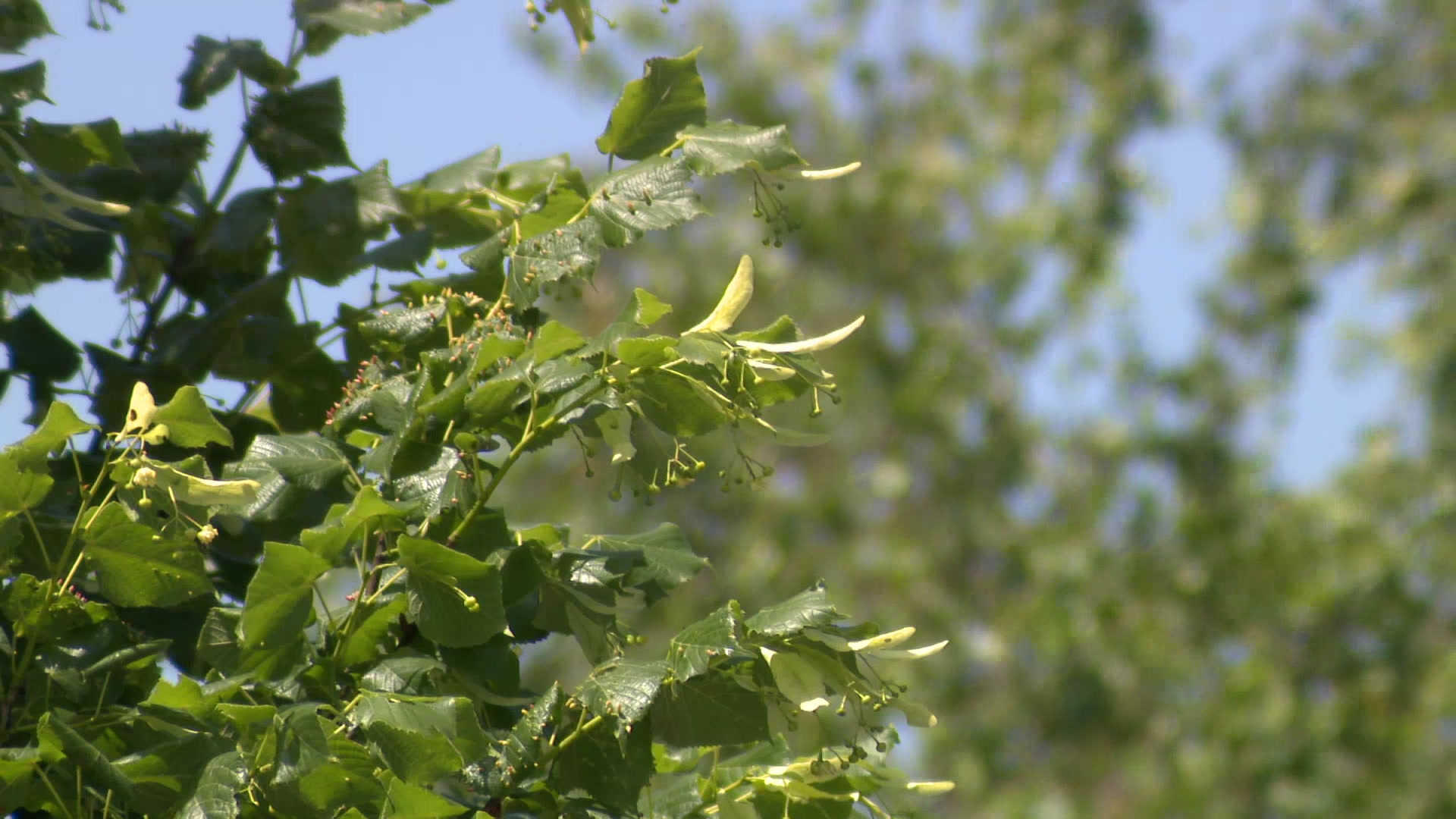 More than 40% of adults affected: Luxembourg scientists investigate growing impact of pollen and dust