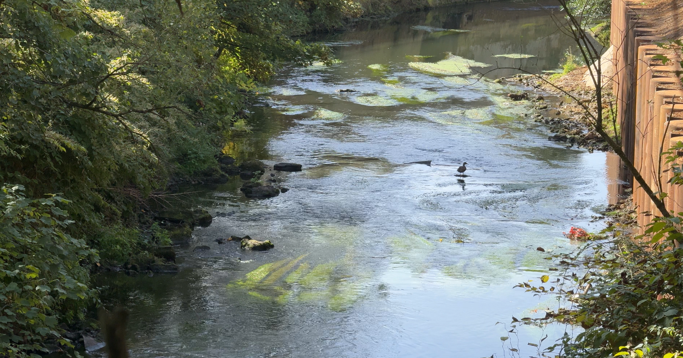 “L’eau ne s’arrête pas aux frontières”: Nouveau projet entre le Luxembourg & la France en faveur des rivières