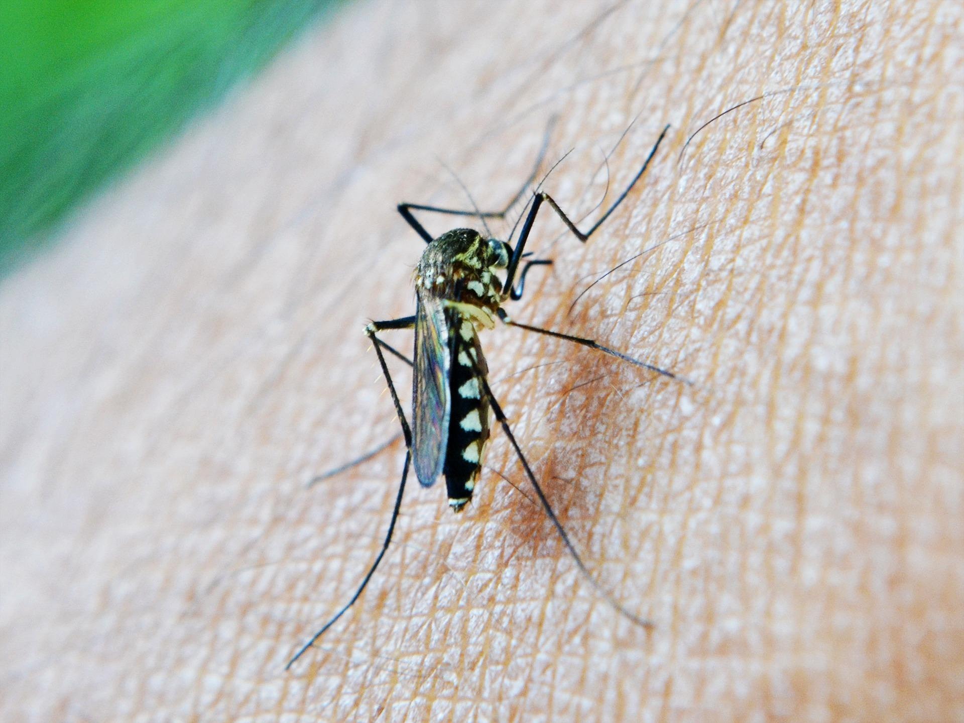 Kann Dengue-Féiwer iwwerdroen: Tigermustik zu Bouneweg nogewisen