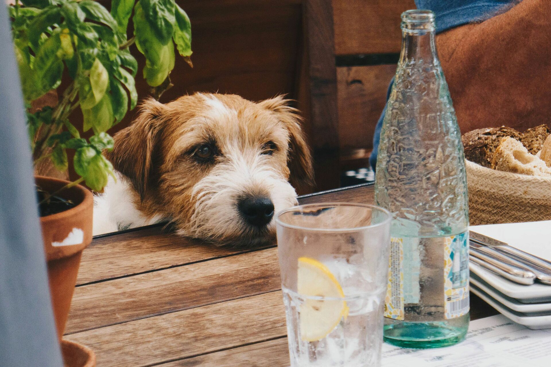 Insolite: Thionville, ville de France la plus "dog-friendly" selon un classement