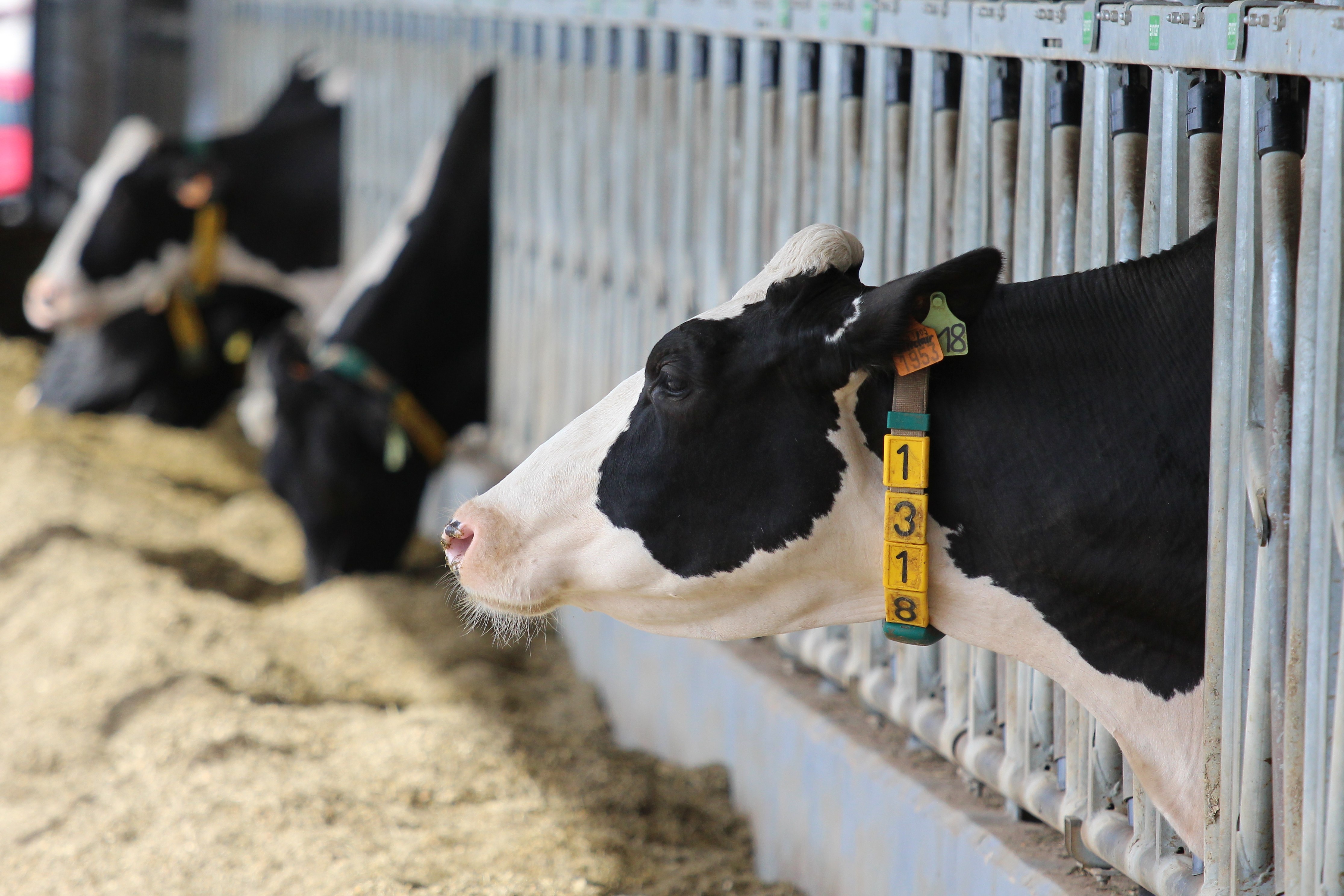 Pas tous convaincus: Sur les 68 producteurs laitiers de Prolek, 50 rejoignent Luxlait