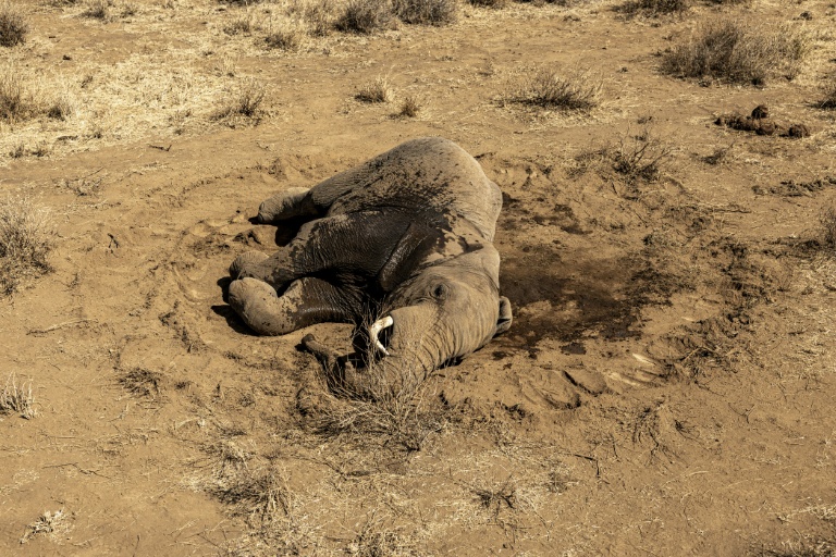 Maladie, poison? : Dans le sud du Kenya, un mal mystérieux continue de tuer des éléphants