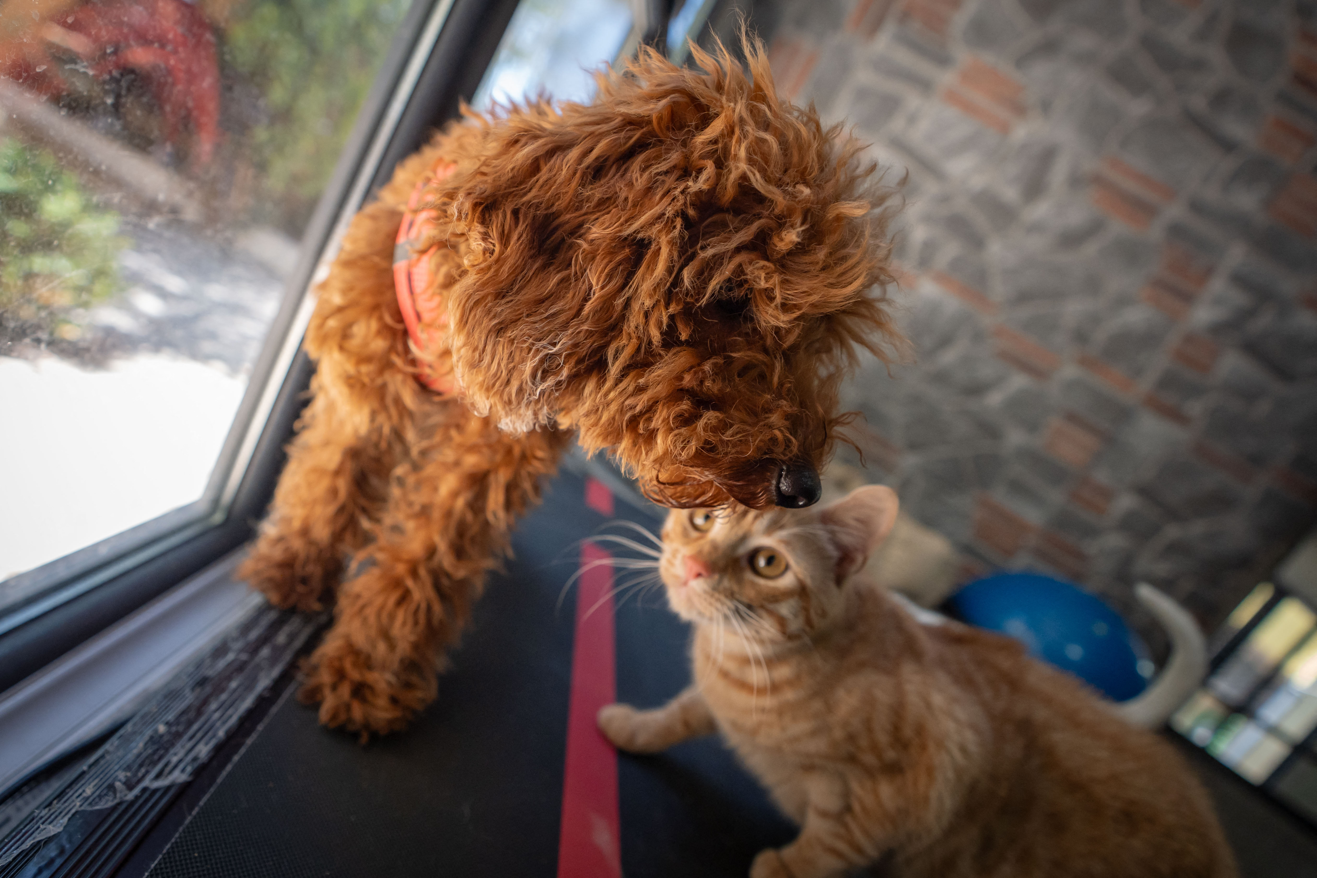 Crackdown on illegal trade: European Parliament to vote on rules to protect dogs and cats