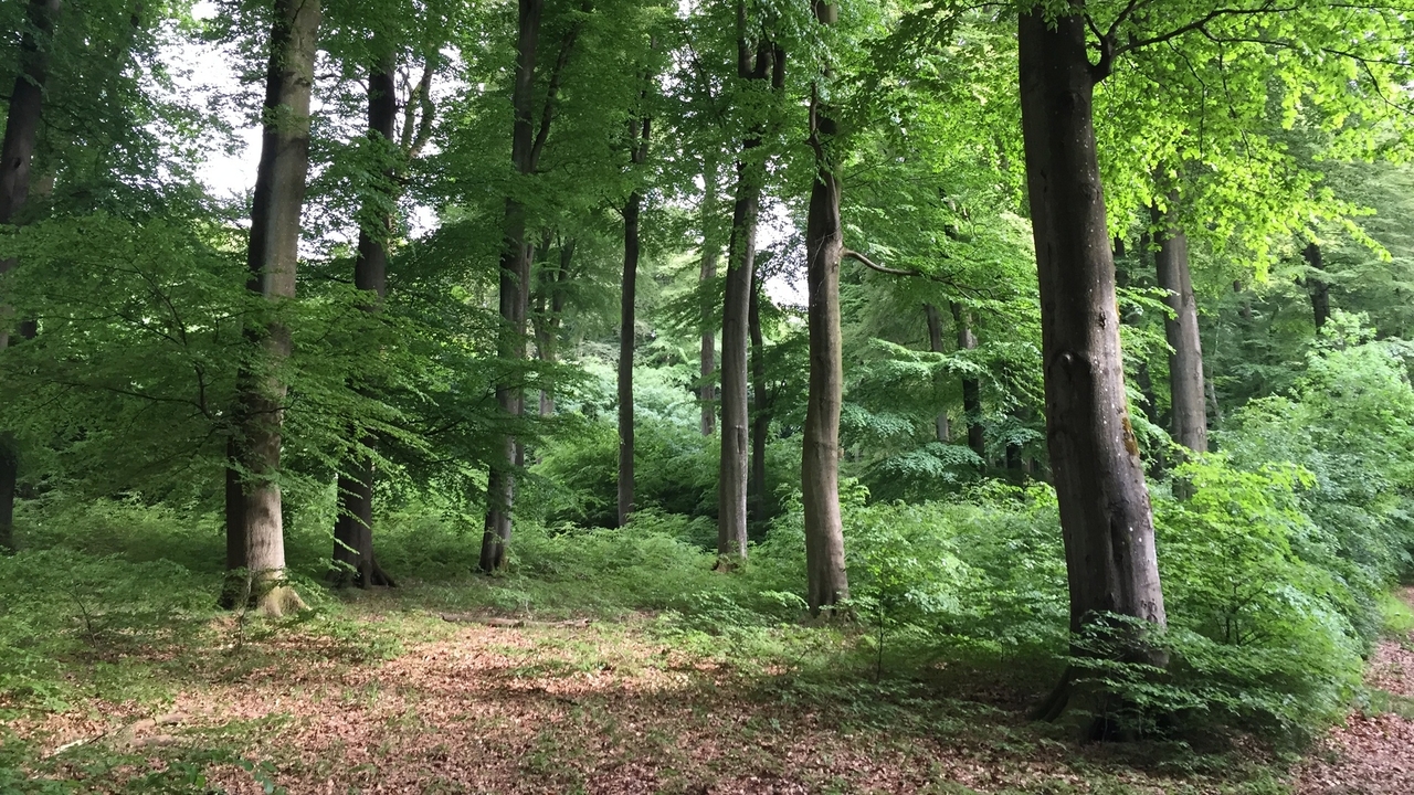 Canicule: Le CGDIS est préparé à d'éventuels feux de forêt