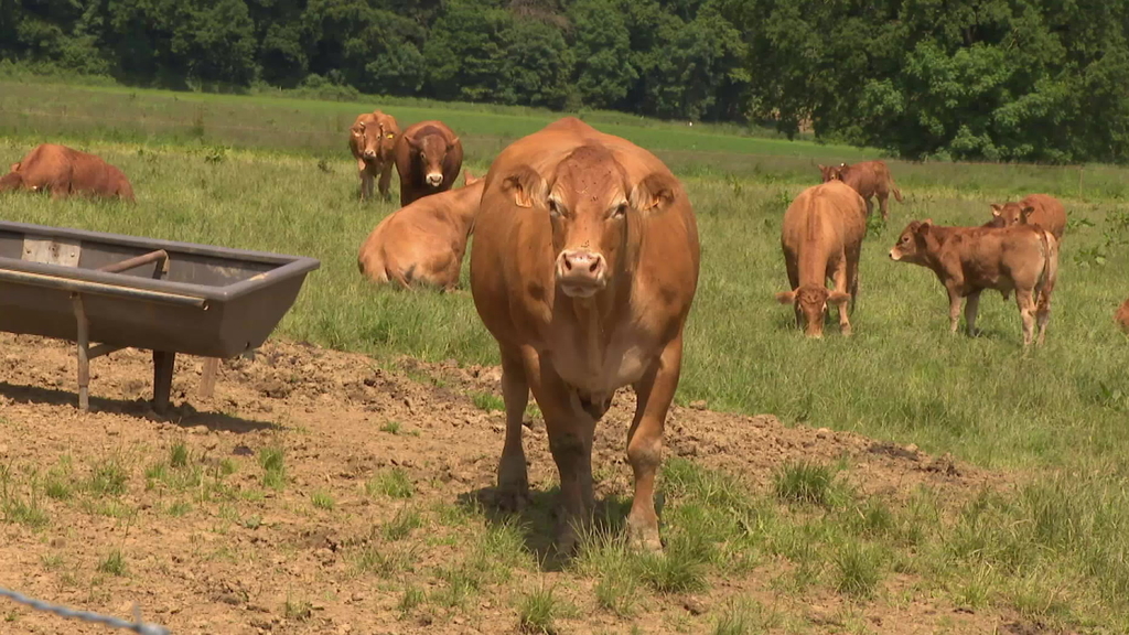 Oversaturated fields and disrupted livestock: Luxembourg farmers ...