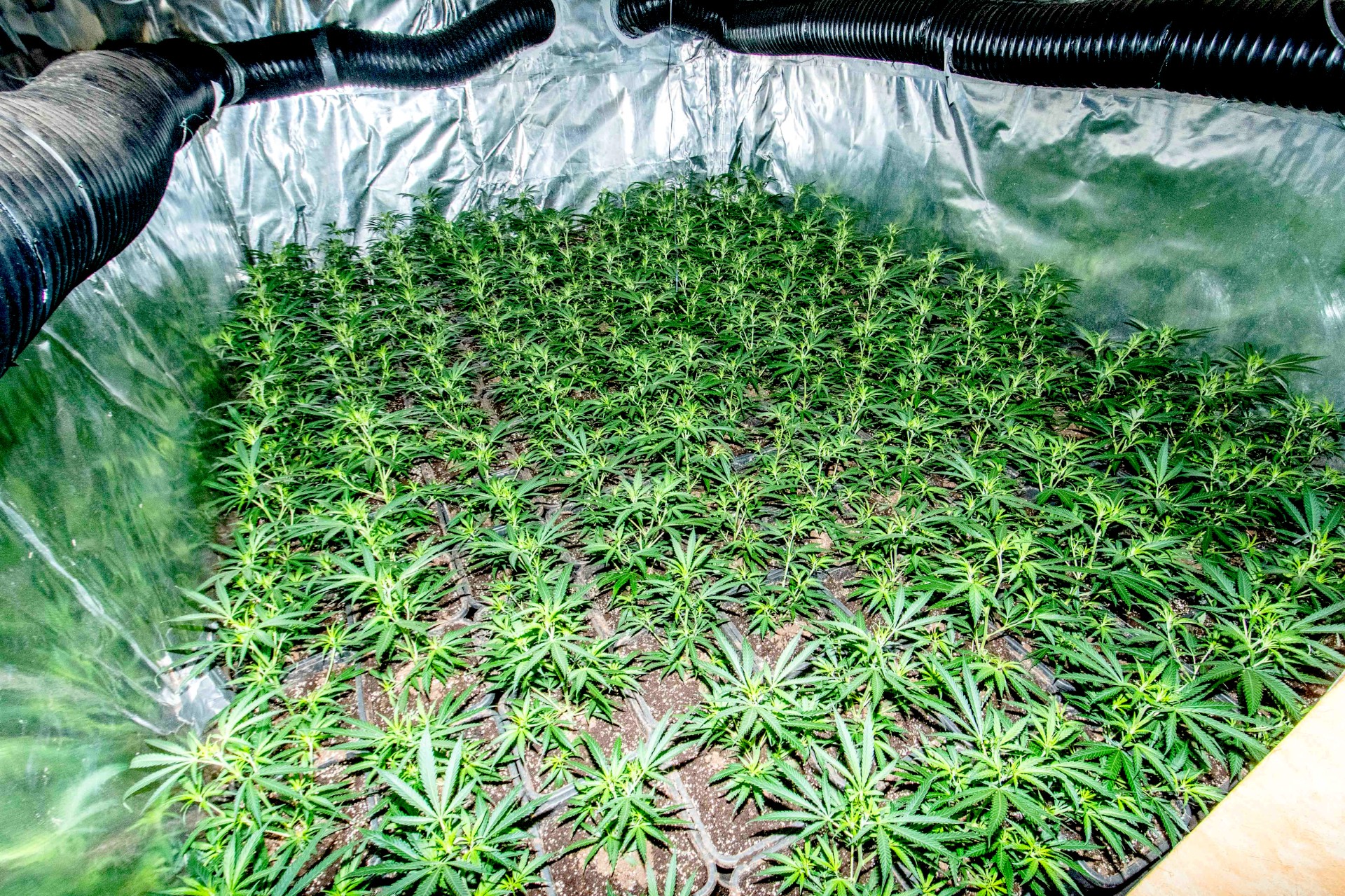 Northern Luxembourg: Over 1,700 cannabis plants found in house near Belgian border