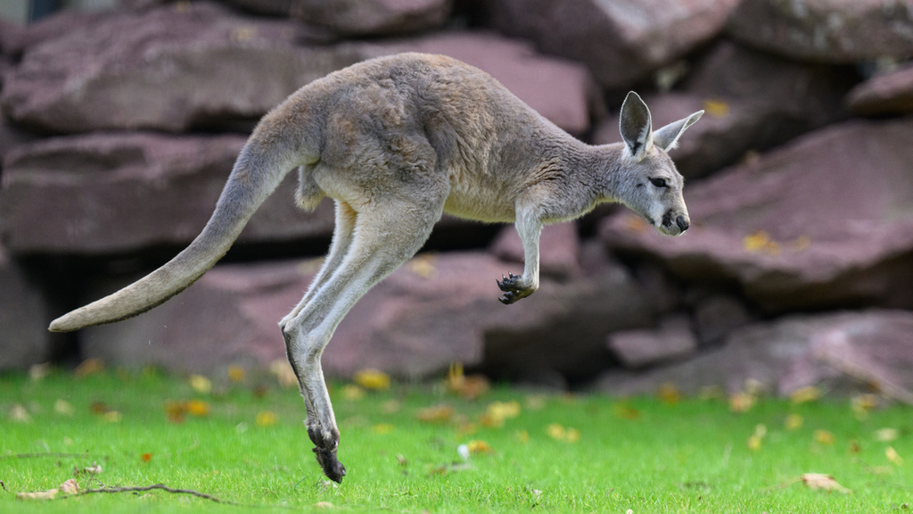 Australien De K nguru G tt Zum Problem Ersch issen Oder Erh ngere 