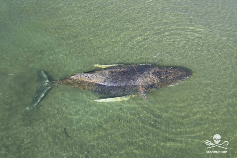 Däitsch Ostsee: Buckelwal hänkt nach ëmmer fest - Otemzich gi méi seelen