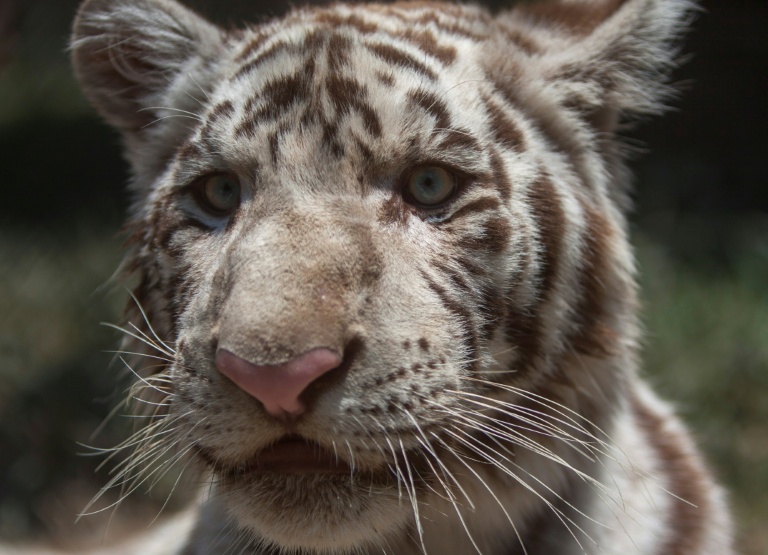 429 nouveaux animaux: La population de tigres continue d'augmenter au Népal