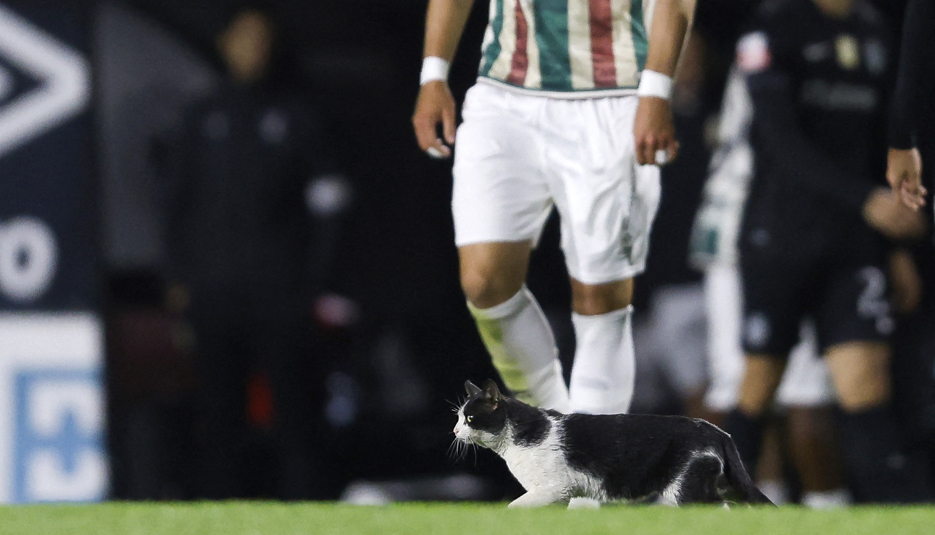 Unusual encounter: Cat interrupts football match in Portugal