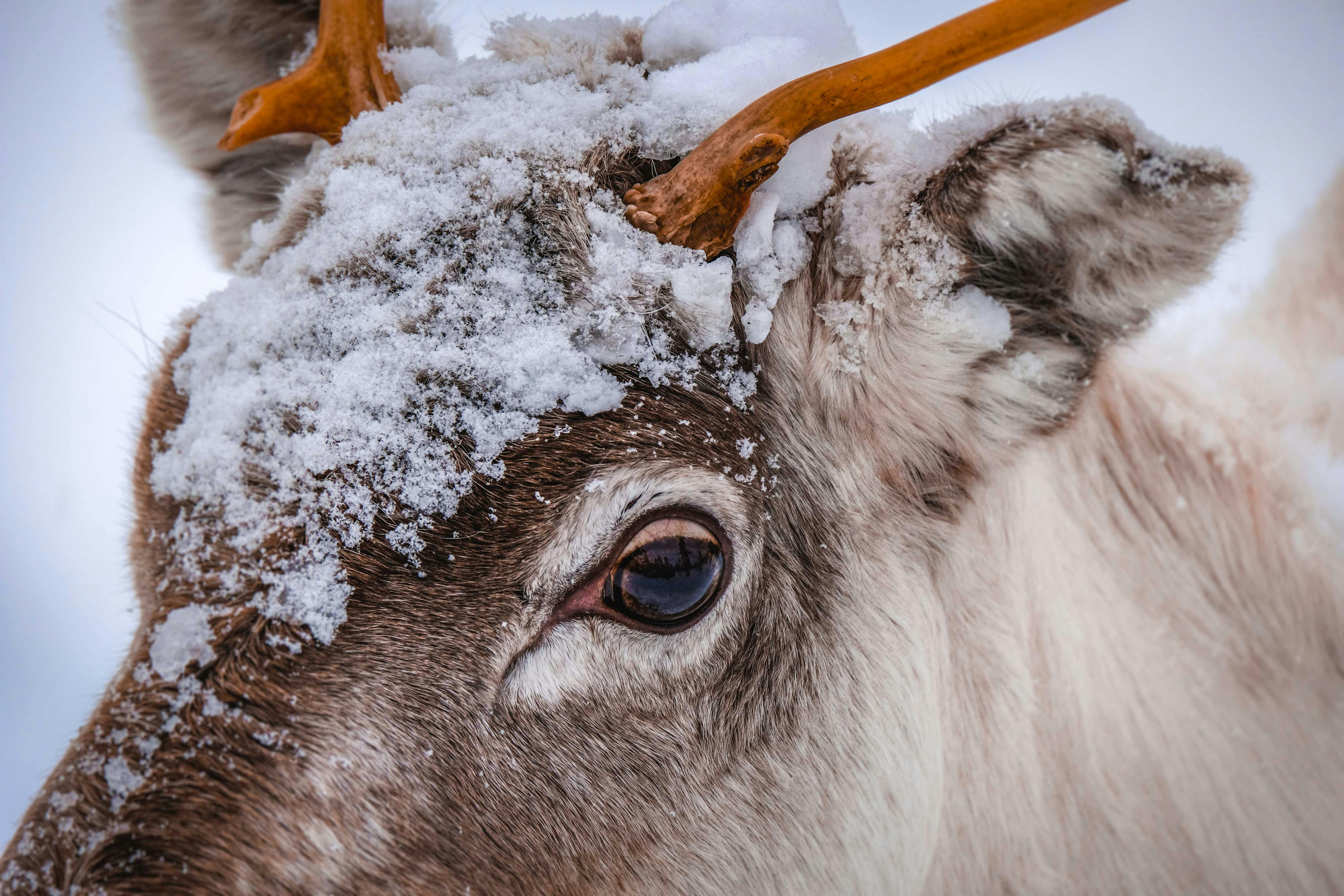 Weather & Traffic: Wednesday 24 December: Reindeer? Not yet – it looks like ice.