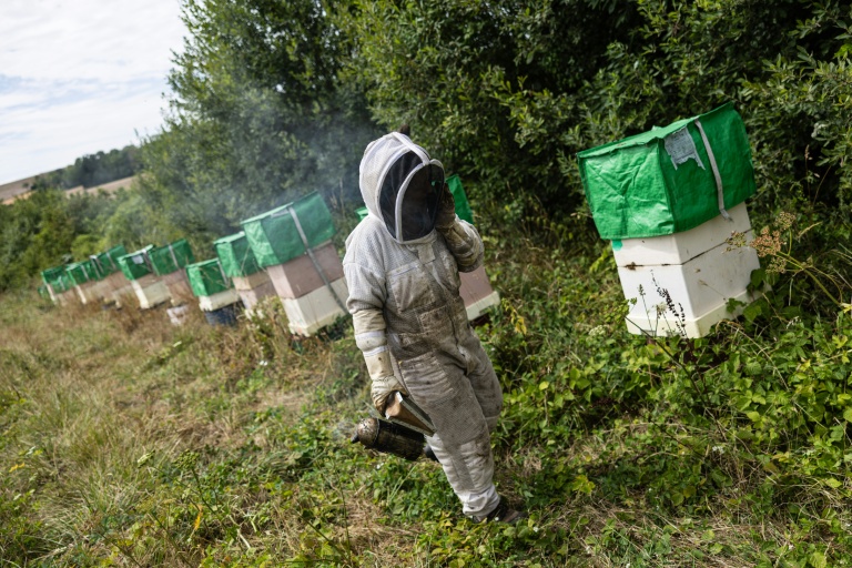 Dans la Marne: Une parcelle agricole "régénératrice" pour aider les abeilles face aux canicules
