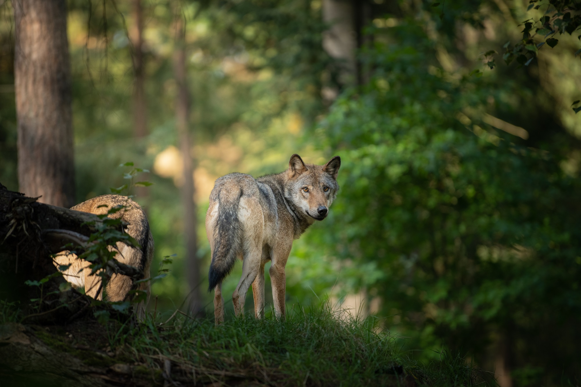 Province de Luxembourg: Les scouts privés de sortie par crainte du loup