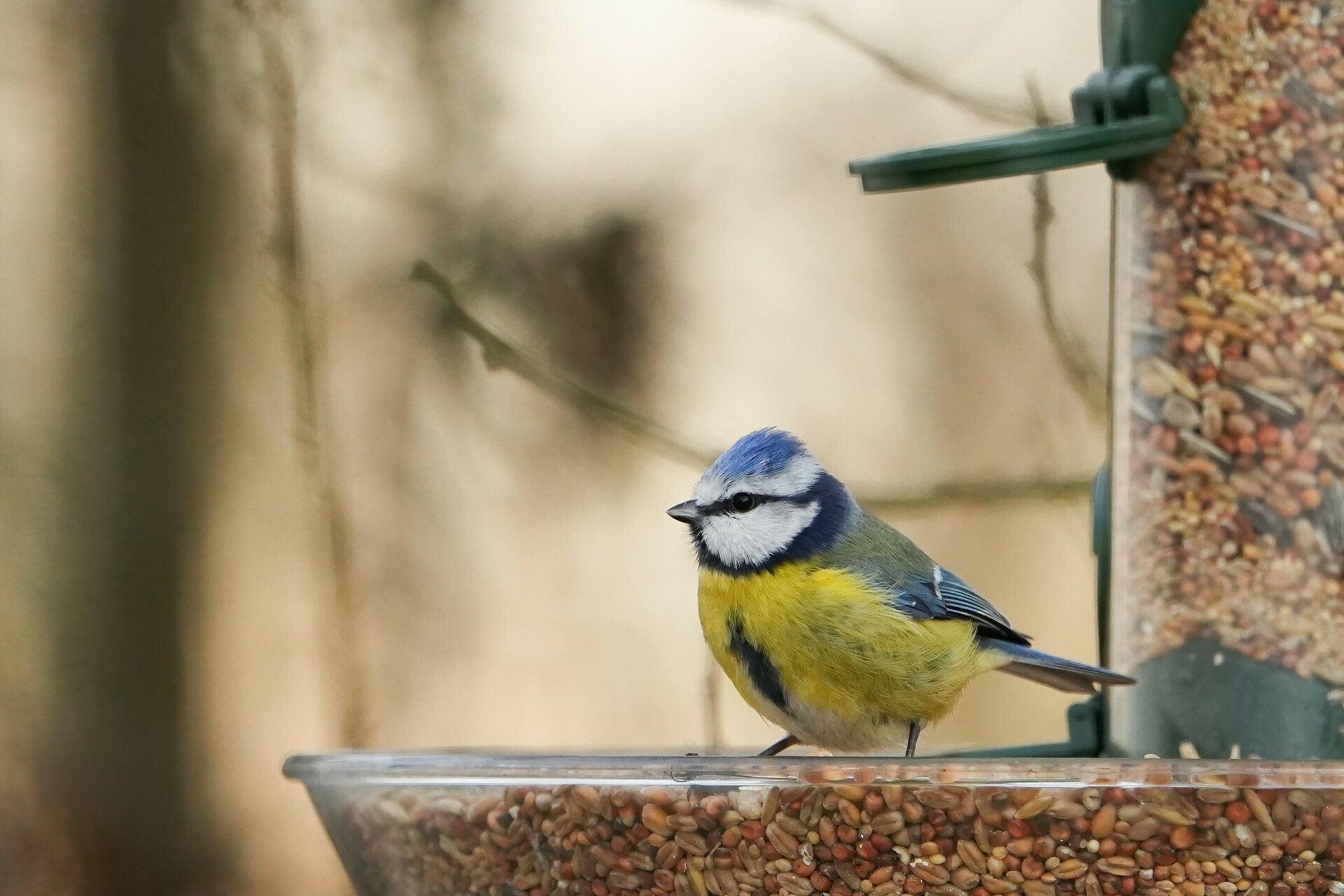 Grab your binoculars: Luxembourg residents invited to tally garden birds from 23–25 January
