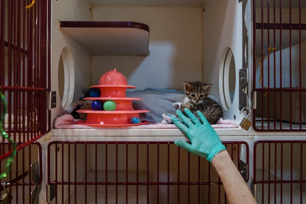 Letz be healthy: Adopter un chiot ou chaton à l’étranger en toute sérénité