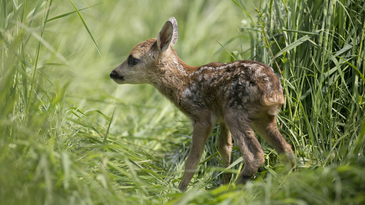 Kooperatioun tëscht Baueren, Jeeër a Sauvons Bambi: 674 Réikitzen dëst ...