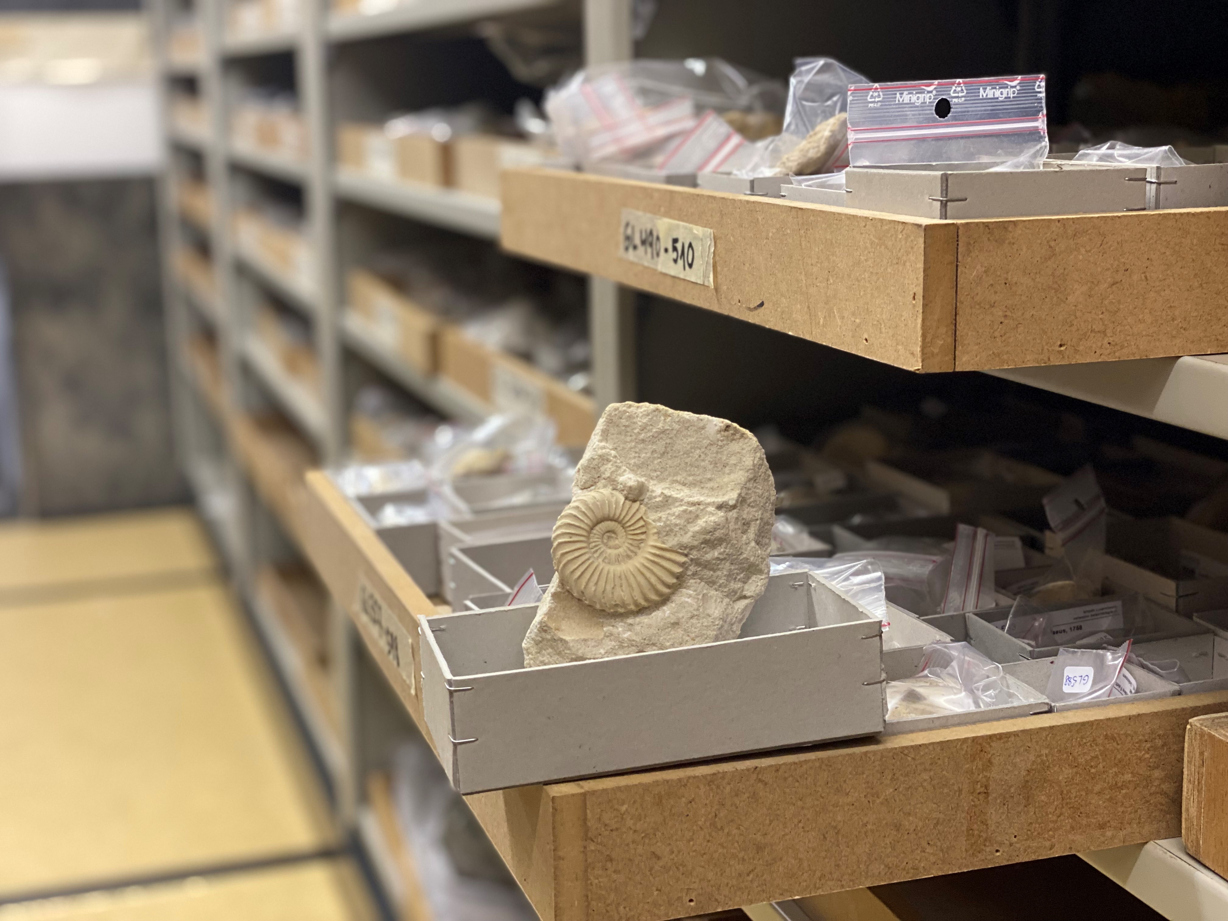 75,000 specimens: The fossil treasures kept behind the scenes in Luxembourg's Museum of National History