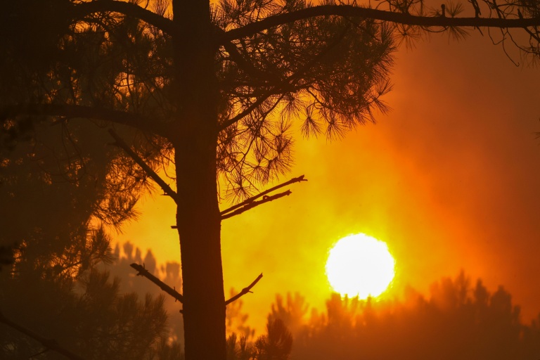 Le débat monte: Autoriser ou non à chasser les animaux ayant survécu aux incendies ?
