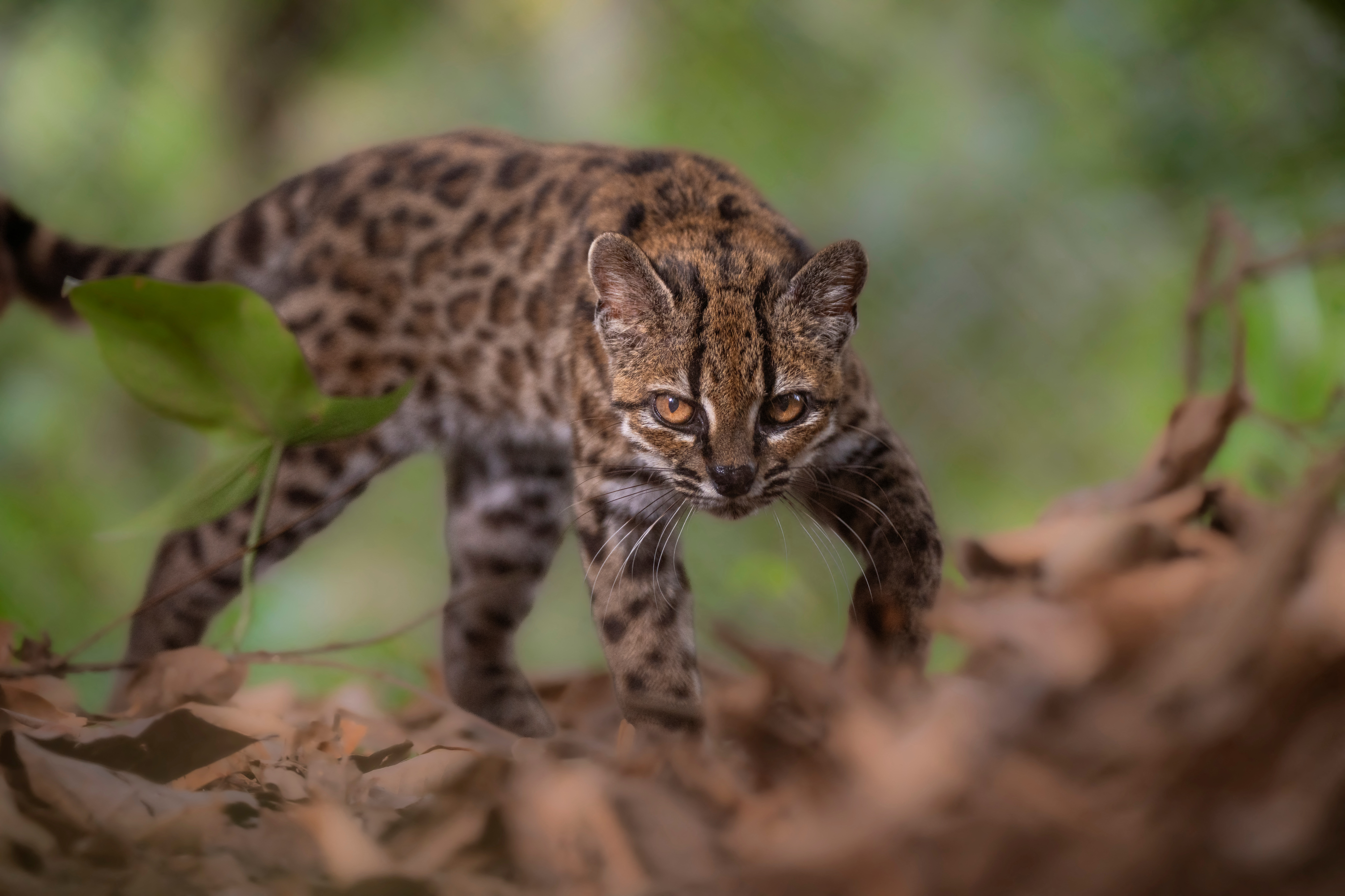 Les premières images: Une nouvelle espèce de chat sauvage découverte en Bolivie