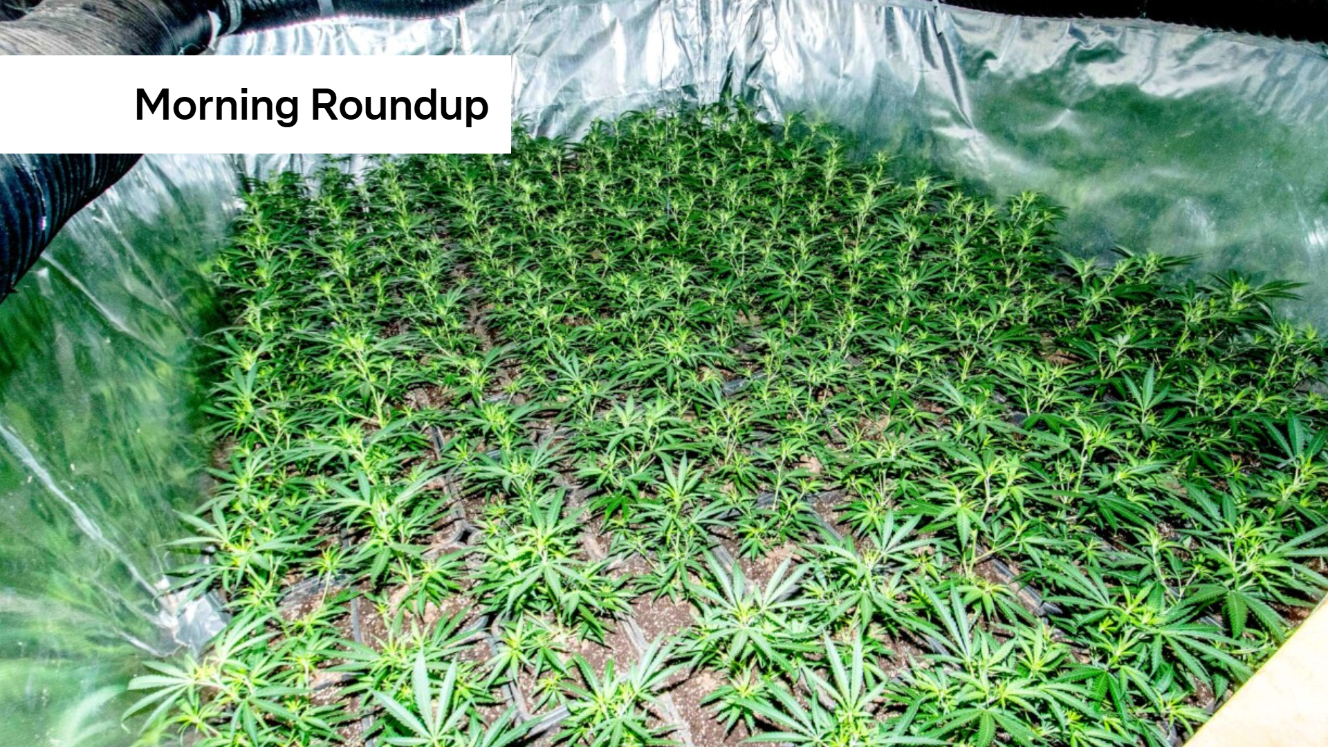 Morning Roundup: Grand Ducal couple tour, cannabis plantation dismantled, and new Iran peace talks