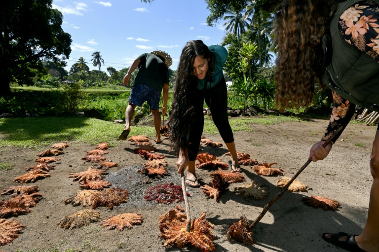 Hunting hordes: Cook Islands wages war on 'plague' of hungry starfish ...