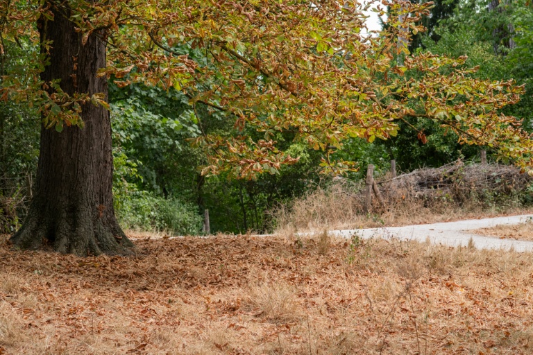 Juillet 2026: Mois le plus chaud jamais enregistré en France (Météo-France)